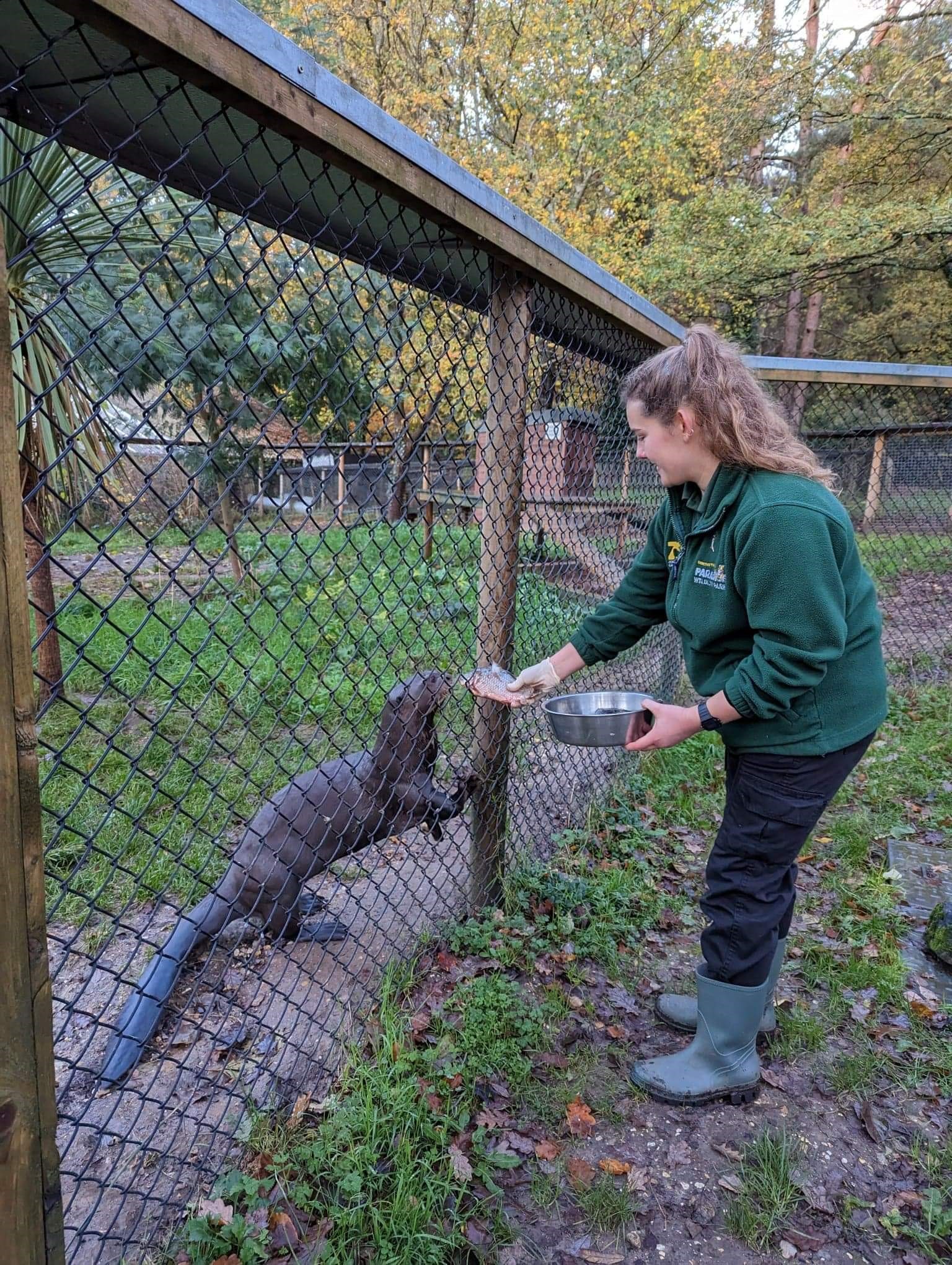 Emily feeding giant otters at New Forest Wildlife Park